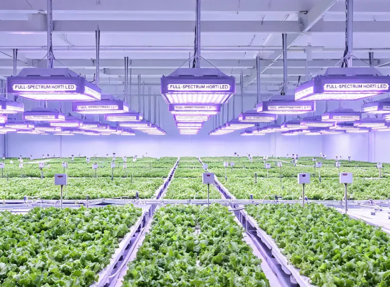 Fluence horticultural lighting project scene